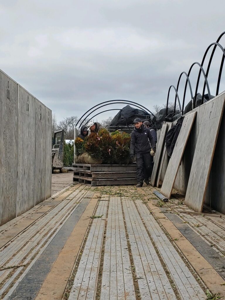 Trees ready for transport